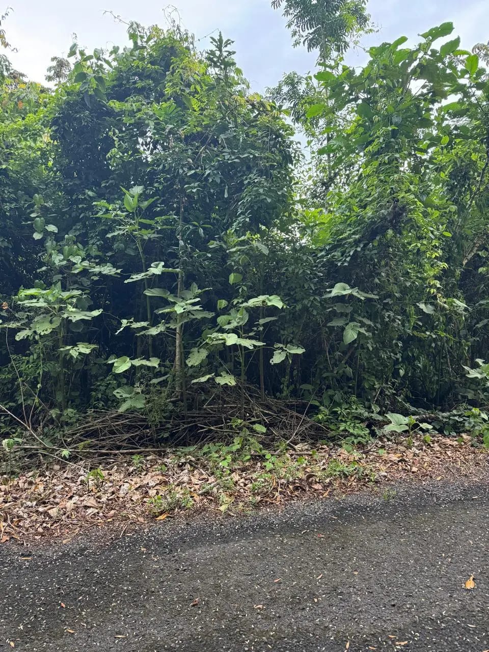 Terreno En Venta Amatique Bay Puerto Barrios — foto 11 de 12