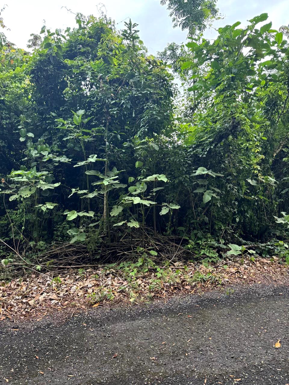 Terreno en Venta Amatique Bay Puerto Barrios Izabal — foto 2 de 13