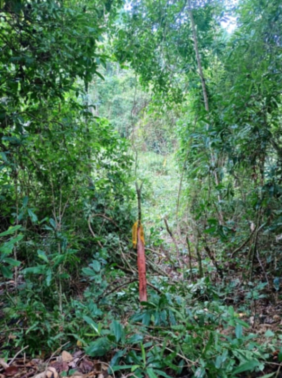 Terreno en Venta Amatique Bay Puerto Barrios Izabal — foto 8 de 13