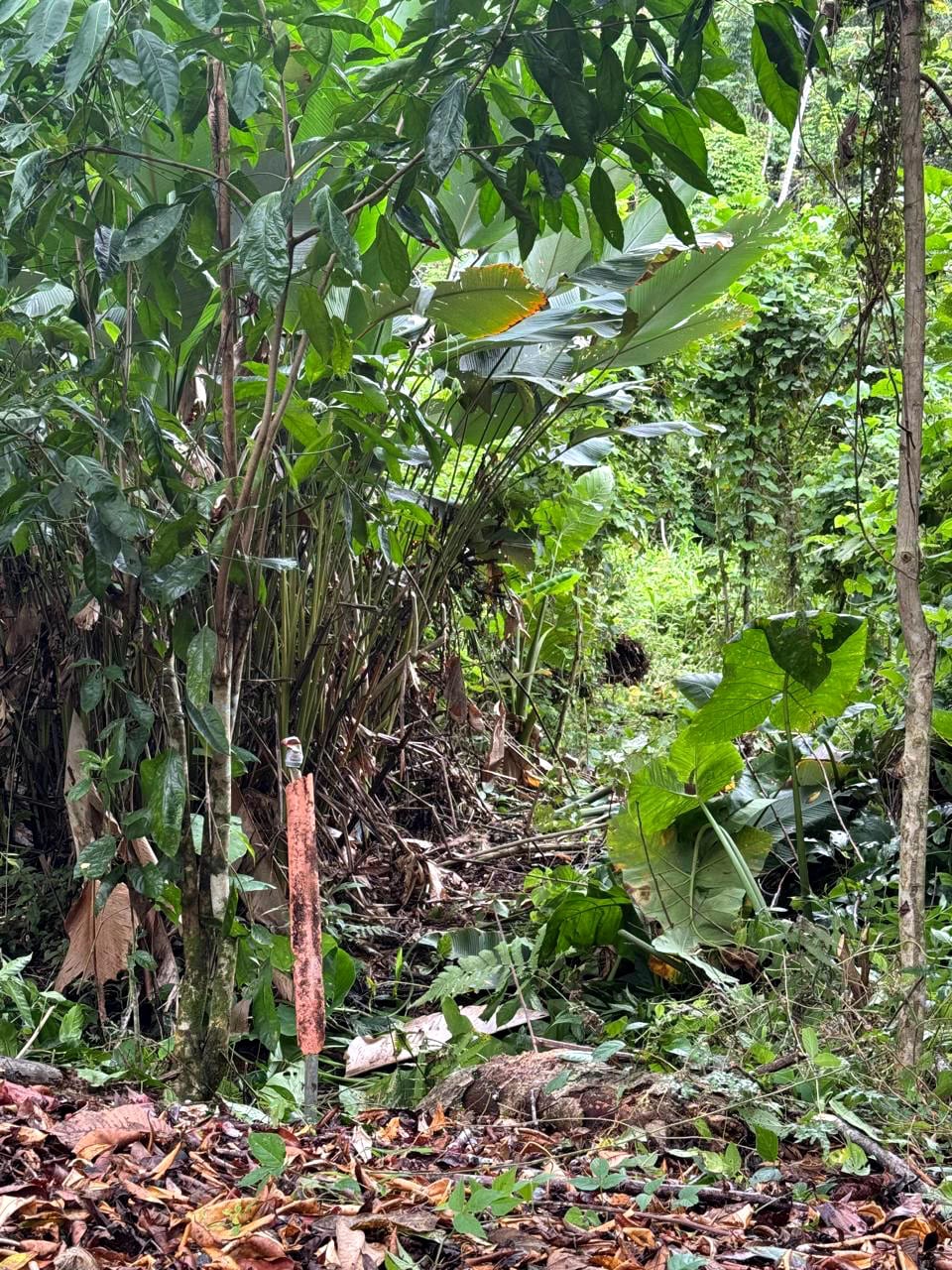 Terreno en Venta Amatique Bay Puerto Barrios Izabal — foto 12 de 13