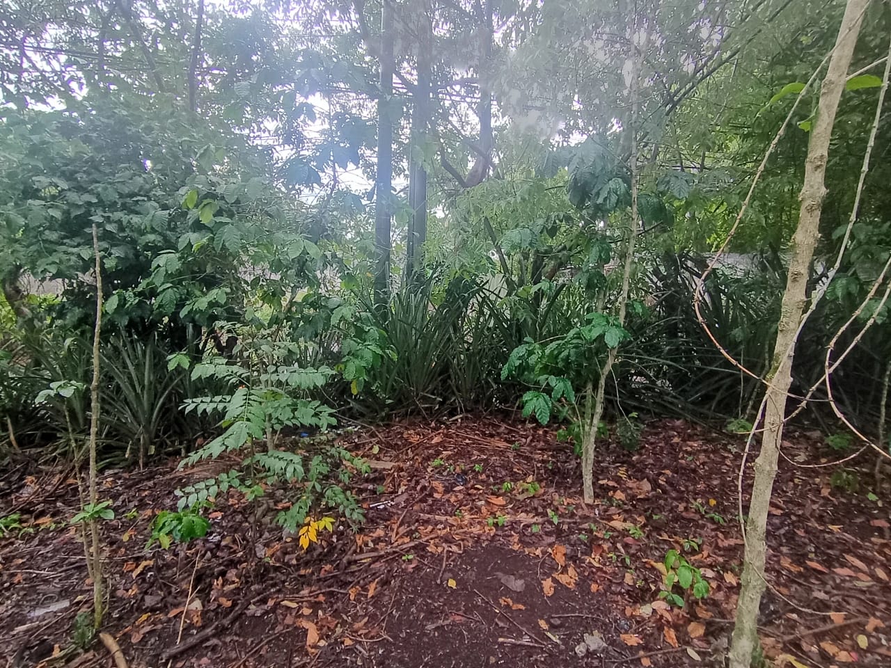 Terreno Comercial en Renta Aldea Colmenas, Villa Canales — foto 2 de 8