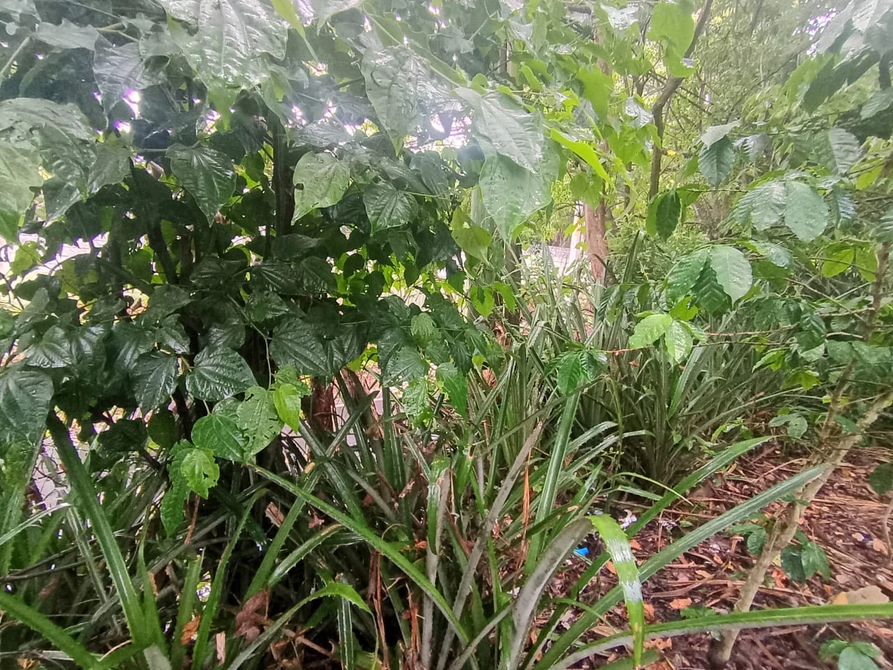 Terreno Comercial en Renta Aldea Colmenas, Villa Canales — foto 4 de 8