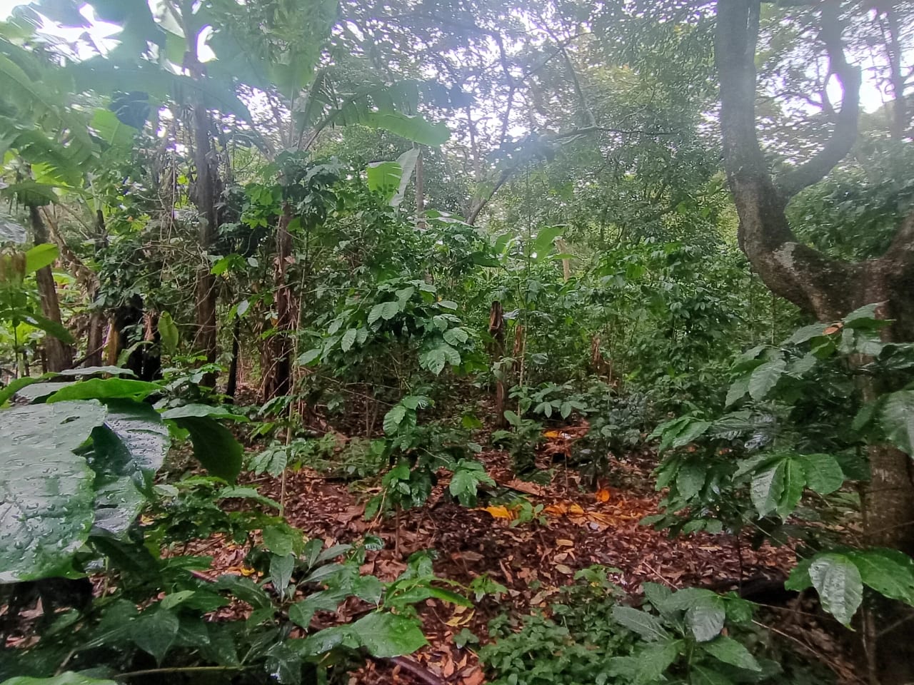 Terreno Comercial en Renta Aldea Colmenas, Villa Canales — foto 8 de 8