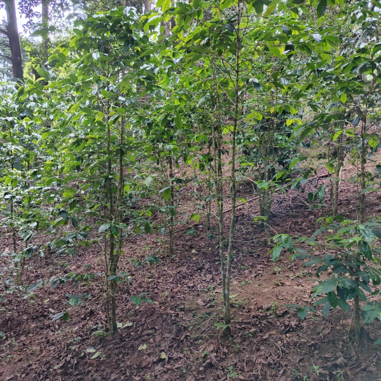 Terreno amplio con casa en CAES — foto 14 de 17