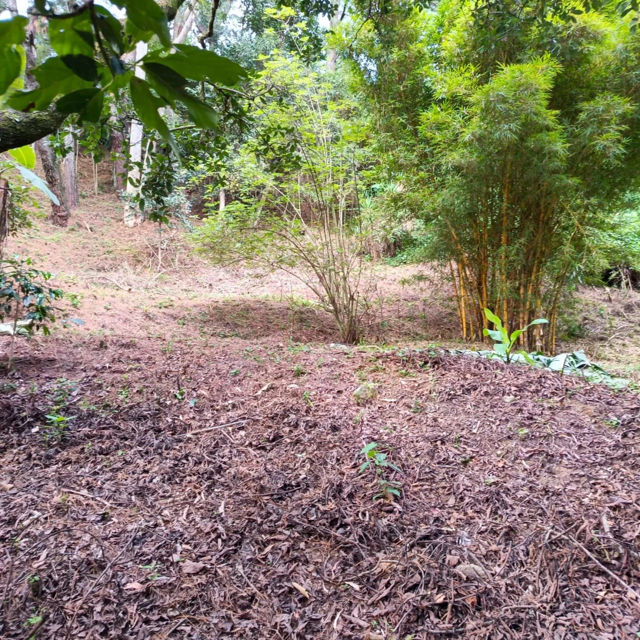Terreno amplio con casa en CAES — foto 15 de 17