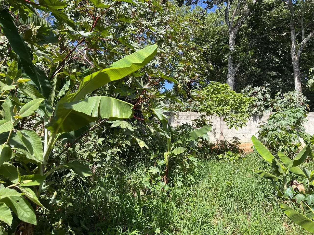 Renta de terreno comercial en colmenas Villa Canales — foto 2 de 11