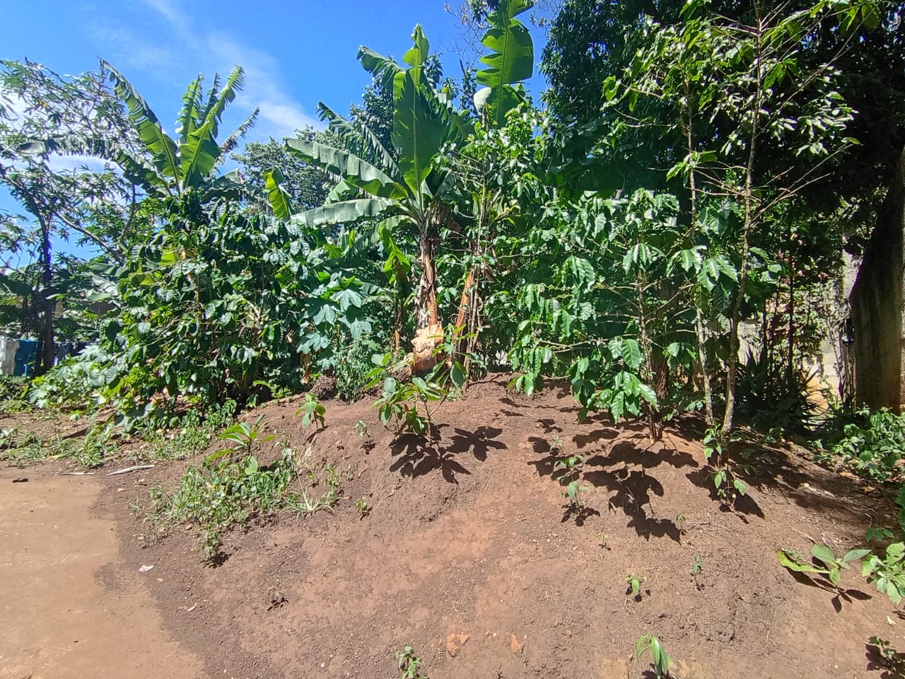Renta de terreno comercial en colmenas Villa Canales — foto 3 de 11