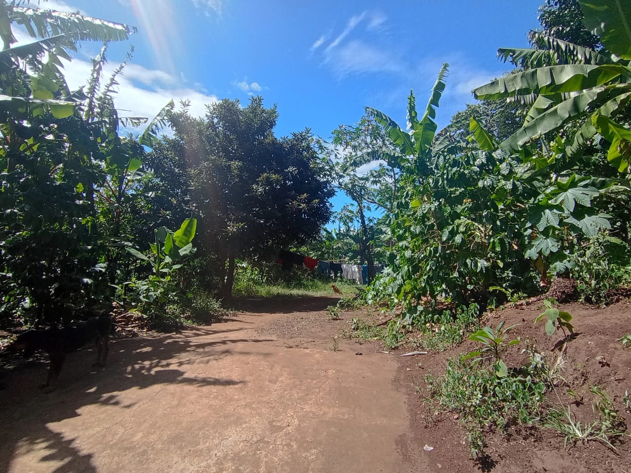 Renta de terreno comercial en colmenas Villa Canales — foto 5 de 11